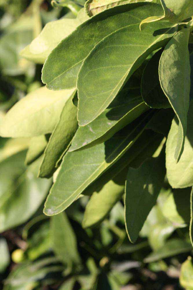            Sun leaves (Riverside, CA)   